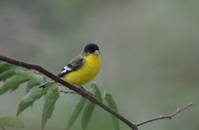 lesser-goldfinch--II.jpg