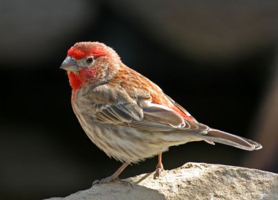 House-Finch-III.jpg