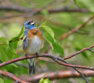 Lazuli-bunting-III.jpg