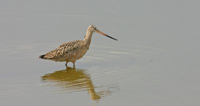 Marbled-godwit-III.jpg