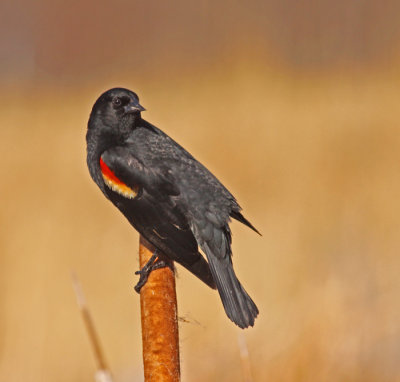 red-winged-blackbird-III.jpg