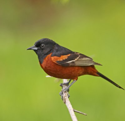 orchard_oriole