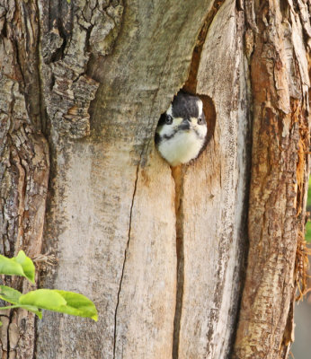 Hairy-woodpecker-chick-II.jpg