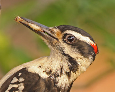 Hairy-woodpecker-food-II.jpg