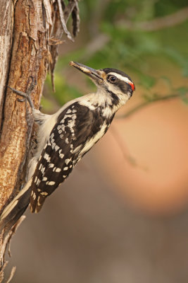 Hairy-Woodpecker-XIII.jpg