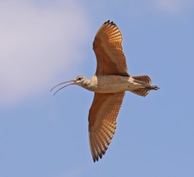 Long-billed-curlew-V.jpg