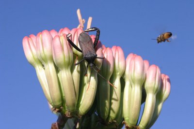 agave-flowers-and-insects.jpg