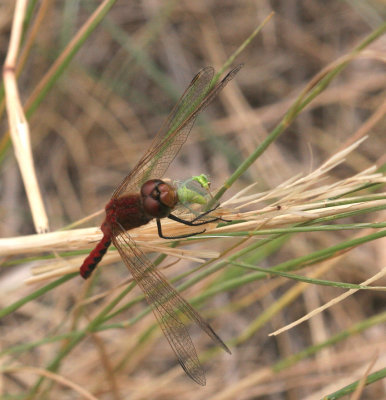 Cherry-faced Meadowhawk with lacewing prey   29 Jul 06   IMG_8581.jpg