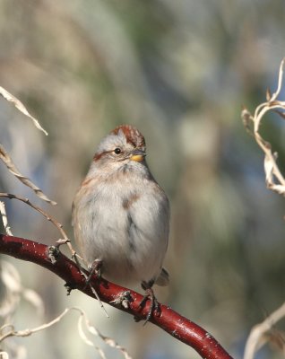 American Tree Sparrow   18 Oct 06   IMG_1033.jpg