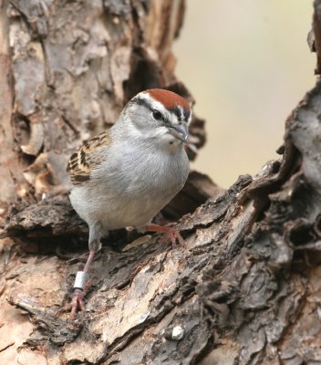Chipping Sparrow with band   2 May 07   IMG_3642   .jpg