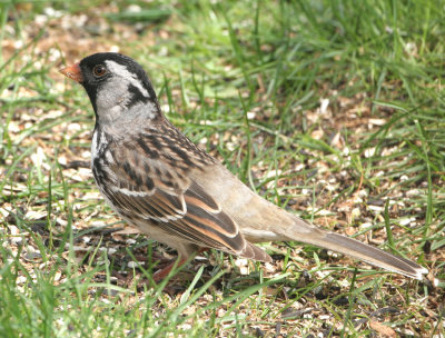 Harris's Sparrow   6 May 08   IMG_1251.jpg