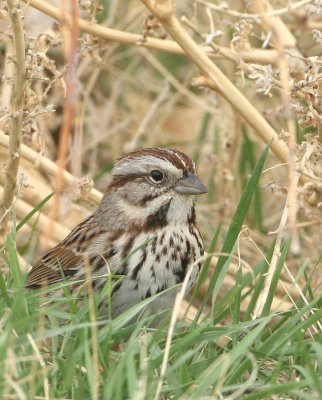 Song Sparrow 18 Apr 07.jpg