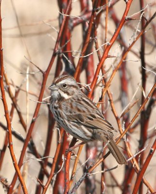 Song Sparrow 30 Apr 07 IMG_3548.jpg