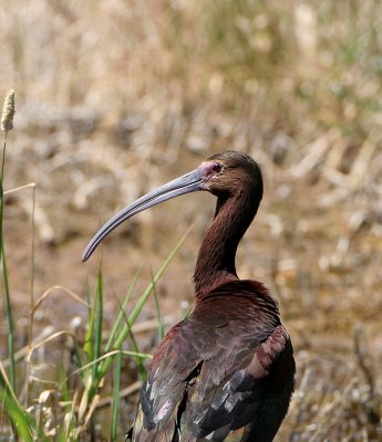 White-faced Ibis   26 Jun 07   IMG_4937.jpg