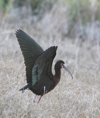 White-faced Ibis   26 Jun 07   IMG_7705.jpg