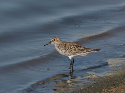 White-rumped Sandpiper   6 Jun 06   IMG_7915.jpg