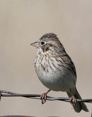 Vesper Sparrow   22 Apr 06   IMG_6392.jpg
