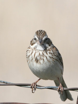 Vesper Sparrow   22 Apr 06   IMG_6394.jpg