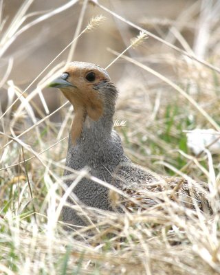 Gray Partridge   6 Apr 06   IMG_6267.jpg