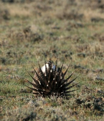 Greater Sage-Grouse   22 Apr 07   IMG_3358.jpg