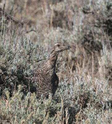 Greater Sage-Grouse   24 Jun 06   IMG_8221.jpg