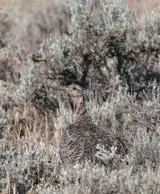 Greater Sage-Grouse hen   24 Jun 06   IMG_8223.jpg