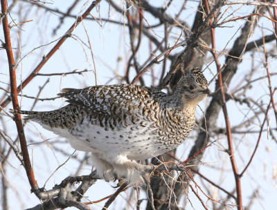 Sharp-tailed Grouse   3 Feb 08   IMG_6098.jpg