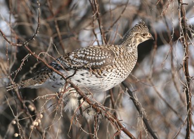 Sharp-tailed Grouse   3 Feb 08   IMG_6102.jpg