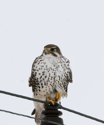 Prairie Falcon   2 Jan 06   IMG_2703.jpg