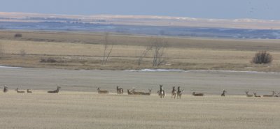 White-tailed Deer   21 Feb 05   IMG_1030.jpg