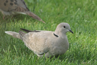 Eurasian Collared-Dove   19 May 07   IMG_4020.jpg