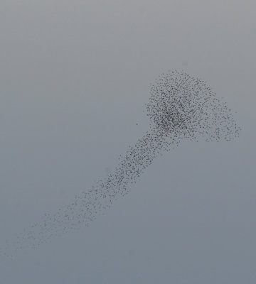 European Starling flock and raptor   12 Oct 06   IMG_0898.jpg