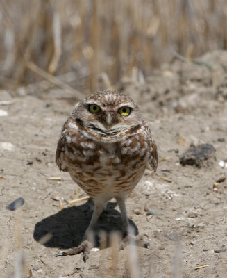 Burrowing Owl   31 May 06   IMG_7859.jpg