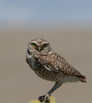 Burrowing Owl   31 May 06   IMG_7860.jpg