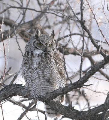 Great Horned Owl   1 Feb 08   IMG_6078.jpg