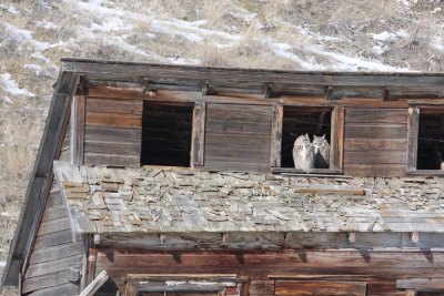 Great Horned Owls   28 Feb 09   IMG_2241.jpg