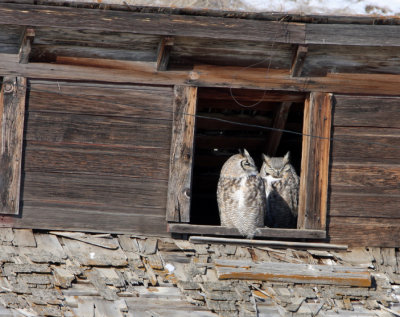 Great Horned Owls   28 Feb 09   IMG_2249.jpg