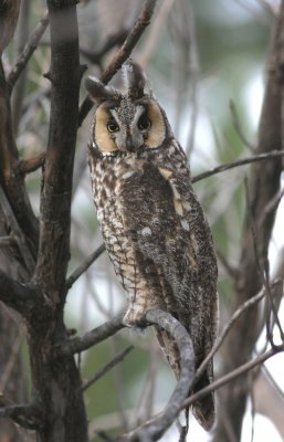 Long-eared Owl   13 Apr 05   IMG_1236.jpg