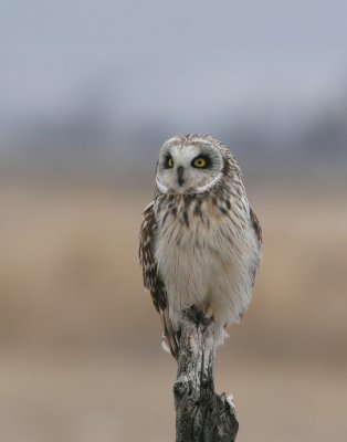 Short-eared Owl   11 Apr 07   IMG_3256.jpg