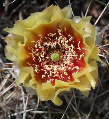 Prickly Pear Cactus (Opuntia polyacantha)   19 Jun 09   IMG_4249.jpg