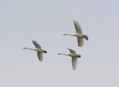 Geese and Swans
