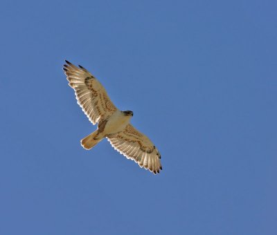 Ferruginous Hawk