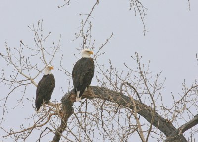 bald-eagle-IV.jpg