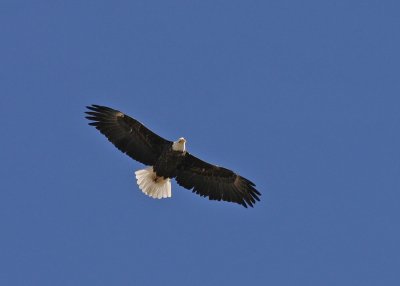 Bald-Eagle-VI.jpg