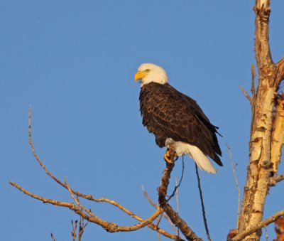 bald-eagle-VII.jpg