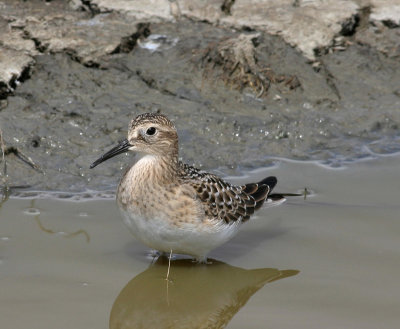 Bairds Sandpiper   13 Aug 05   IMG_2966.jpg