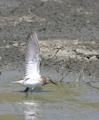 Bairds Sandpiper   28 Jul 05   IMG_2742.jpg