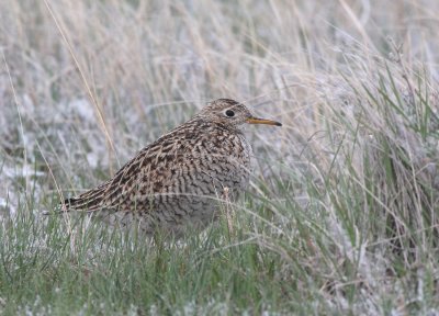 Upland Sandpiper   13 May 09   IMG_3271.jpg