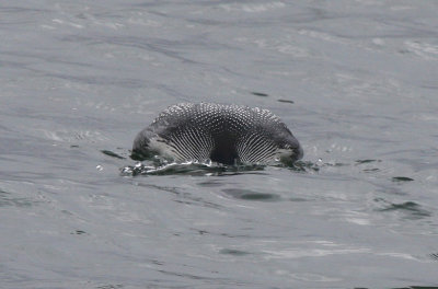 Loons and Grebes