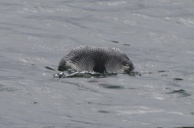 Common Loon   26 Apr 09   IMG_2801.jpg